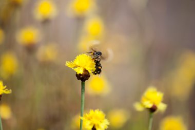 Arı şeker çiçekler, bahar mevsimi, çiçeği, flora depolama