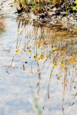 Su yansıma çimen, çiçek ve çayır. Çayır çiçek kent, ülke Tayland kadar