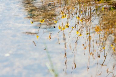 Su yansıma çimen, çiçek ve çayır. Çayır çiçek kent, ülke Tayland kadar