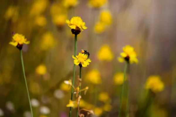 Abelha está armazenando o açúcar de flores, estação da primavera, flor, flora — Fotografia de Stock