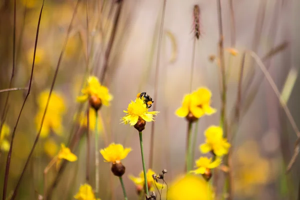 Biene lagert den Zucker aus Blumen, Frühlingszeit, Blüte, Flora — Stockfoto