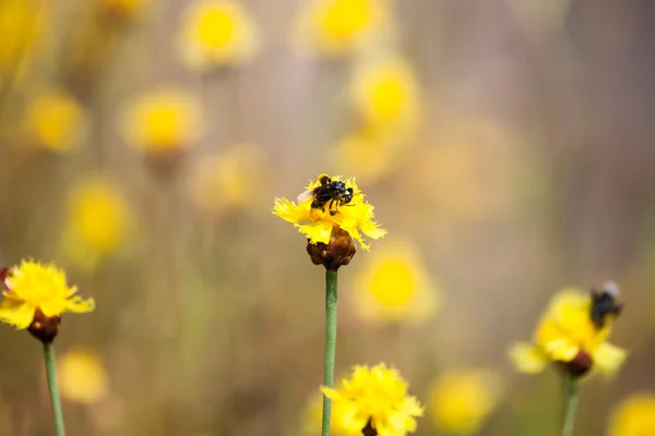 La abeja está almacenando el azúcar de las flores, temporada de primavera, flor, flora —  Fotos de Stock