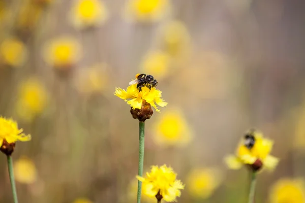 La abeja está almacenando el azúcar de las flores, temporada de primavera, flor, flora —  Fotos de Stock