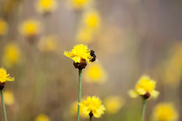 La abeja está almacenando el azúcar de las flores, temporada de primavera, flor, flora —  Fotos de Stock