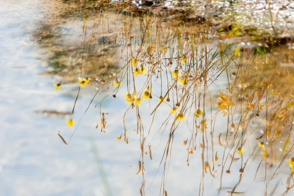 Reflexão de água de grama, flor e prado. Flor de prado no urbano, até o país na Tailândia — Fotografia de Stock