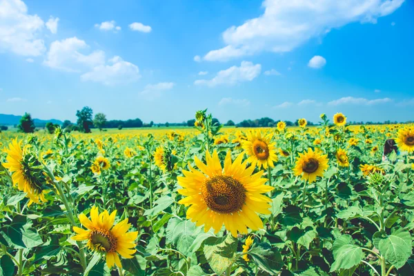 Girasoles está floreciendo en la granja con un hermoso día de sol, Saraburi, Tailandia —  Fotos de Stock