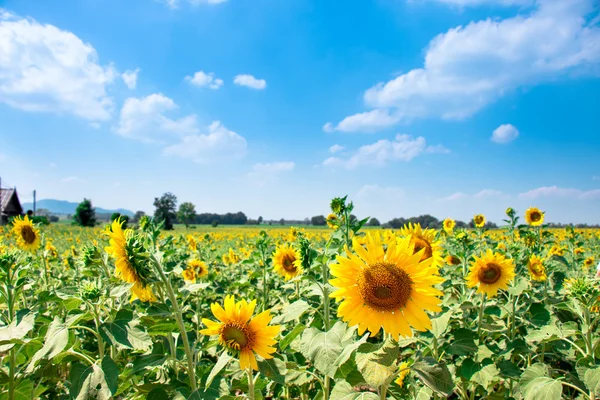 Sonnenblumen blühen in der Farm mit einem schönen Sonnentag, Saraburi, Thailand — Stockfoto