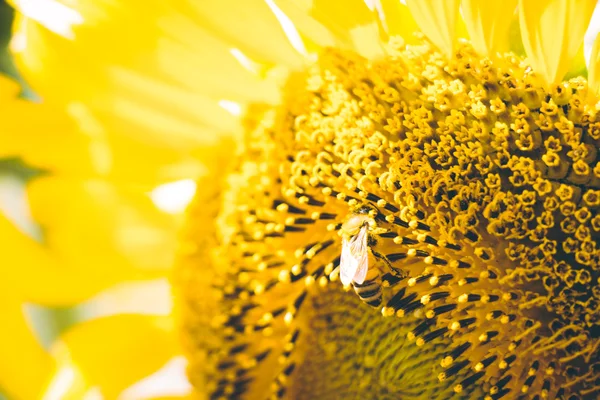 Sonnenblumen blühen in Bauernhof, Saraburi, Thailand — Stockfoto