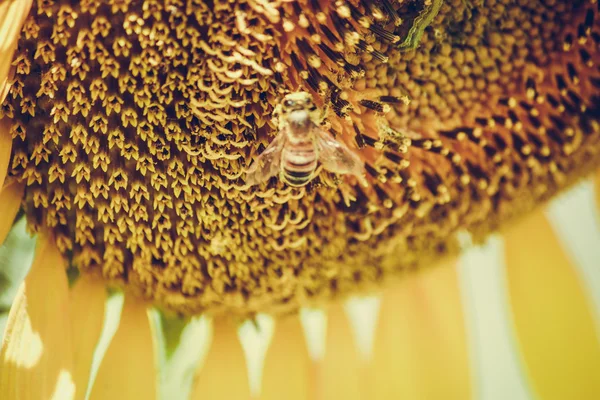 Slunečnice je kvetoucí ve farmě, Saraburi, Thajsko — Stock fotografie