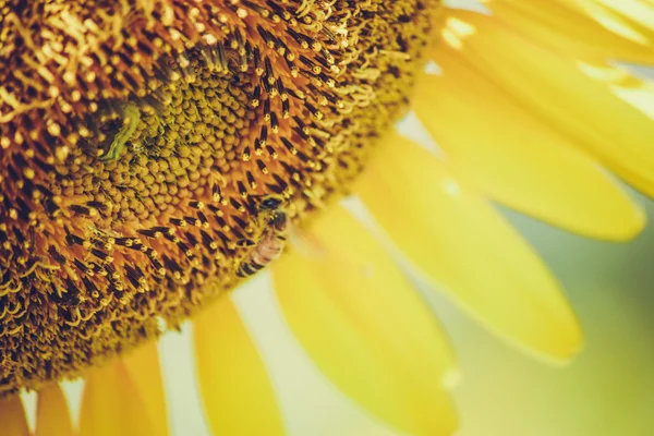 Sonnenblumen blühen in Bauernhof, Saraburi, Thailand — Stockfoto