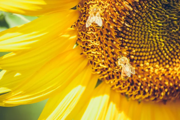 Girasoles está floreciendo en la granja, Saraburi, Tailandia —  Fotos de Stock