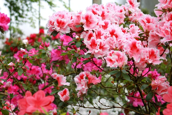 Bright azaleas in bloom — Stock Photo, Image