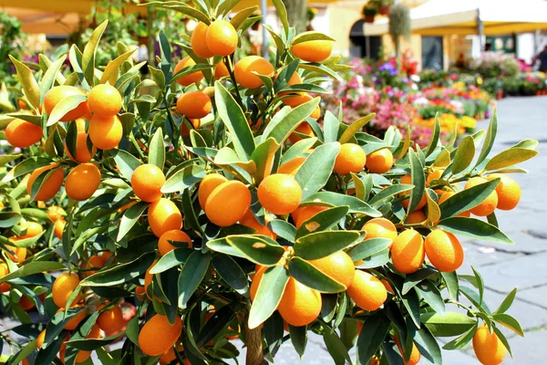 Çiçek pazarı, İtalya