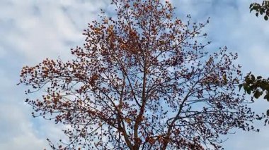Renkli bir gökyüzüne karşı bir ağaç siluetinin yer aldığı huzurlu bir günbatımı sahnesi. Özgeçmiş, doğa temaları, rahatlama içeriği ve doğal video projeleri için ideal. Yüksek kaliteli FullHD görüntüler