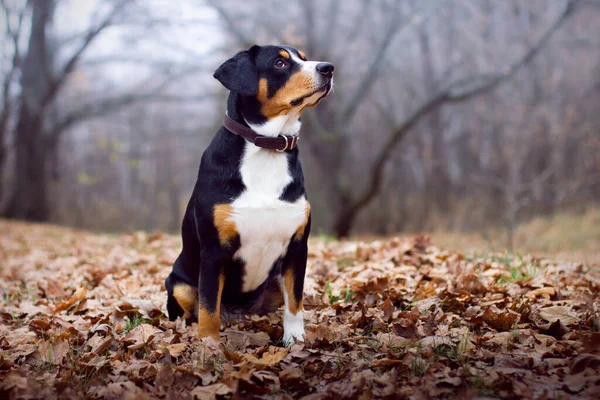 Zenenhund Cão Floresta Outono — Fotografia de Stock