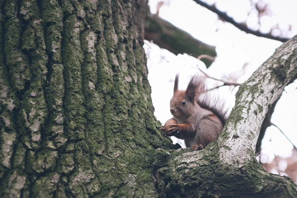 Esquilo na floresta de outono. — Fotografia de Stock