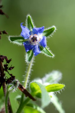 Yakın plan, canlı mavi bir çiçeğin çiçek açtığını gösteriyor. Yıldız şeklinde taç yaprakları ve kıllı yeşil sepal kemikleri yumuşak yeşil bir arka plana vurularak güzelliğini gözler önüne seriyor..