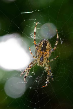 Avrupalı bir bahçe örümceği ağında oturmuş, avını bekliyor. Bu küre dokumacı her gece yemek için böcek yakalamak için yeni bir ağ örüyor..