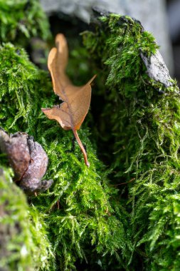 Düşen bir yaprak, çürüyen bir kütüğe tutunarak canlı yeşil yosun yatağında dinlenir. Doğa odunu geri alır, yaşam döngüsünü gözler önüne serer ve bir orman ekosisteminde çürür..