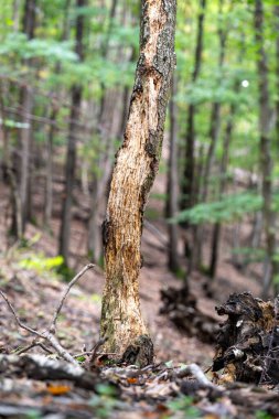 Vahşi yaşam aktivitesi belirtileri. Bir ağaç soyulmuş, muhtemelen ağaçkakanlar ya da böcek arayan diğer hayvanlar tarafından ya da bir yaşam alanı oluşturulmuş..