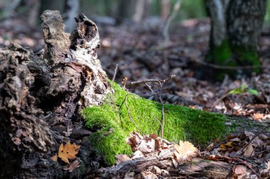 Ormanda çürüyen bir kütük canlı yeşil yosunlarla kaplıdır. Etrafını saran yapraklar, eski kalıntılarla yeni gelişen doğanın yaşam ve çürüme döngüsünü gözler önüne seriyor..