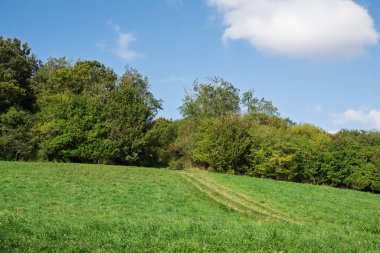 Çimenli bir tepe mavi gökyüzünün altındaki bir ağaç hattına çıkar. Lastik izlerine göre araçlar tarlayı geçmiş. Muhtemelen çiftçilik ya da ormana ulaşmak için..