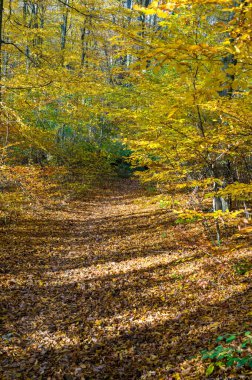 Sonbaharda bir ormanda yapraklarla kaplı bir patika. Ağaçlar altın yapraklarla bezenmiş, canlı ve renkli bir manzara yaratıyorlar..