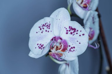 Yakın plan bir Phalaenopsis orkidesinin karmaşık detaylarını gözler önüne serer. Beyaz taç yaprakları mor lekelerle süslenerek hassas bir kontrastı oluşturur. Orkide polen taşıyıcıları çekmek için çiçek açar..