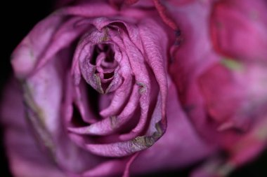 Makro çekim, solmuş pembe bir gülün karmaşık detaylarını ortaya çıkarır. Bir zamanlar canlı olan taç yaprakları, şimdi yaşlılık belirtileri gösteriyor, güzelliğin geçici doğasının bir hatırlatıcısı..