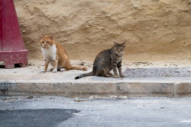İki sokak kedisi, biri turuncu ve beyaz, diğeri tekir, kaldırıma oturup çevrelerini gözetliyor. Muhtemelen yiyecek ya da dinlenmek için güvenli bir yer arıyorlar..