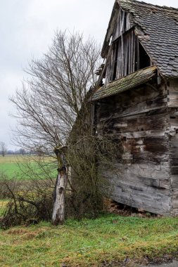 Time takes its toll: An old barn, weathered and decaying, stands as a testament to the past. Nature reclaims the structure, with a tree growing alongside.