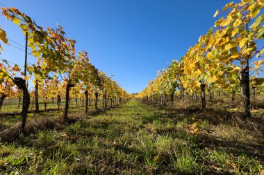Sonbahar üzüm bağı sıraları açık mavi gökyüzüne karşı canlı sarı yapraklar sergiliyor. Üzümler hasat sonrası kış uykusuna hazırlanıyor..