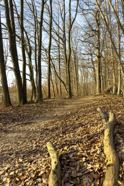 Ağaçların arasından düşen yapraklarla kaplı bir patika. Ağaçlar çıplak, bu da sonbaharın sonları ya da kışın geldiğini gösterir. Sahne huzur ve yalnızlığı çağrıştırıyor..