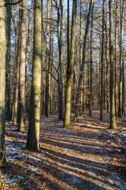 Çıplak ağaçlardan oluşan bir ormanın içinden esen bir patika. Güneş ışığı, yeri gölgelerle süslüyor. Düşen yapraklar ve kar parçaları orman zeminini kaplıyor ve kış manzarası yaratıyor..