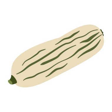 Colorful zucchini. Fall seasonal pumpkin and harvest elements. Perfect for fall projects, Thanksgiving designs, and seasonal decor.