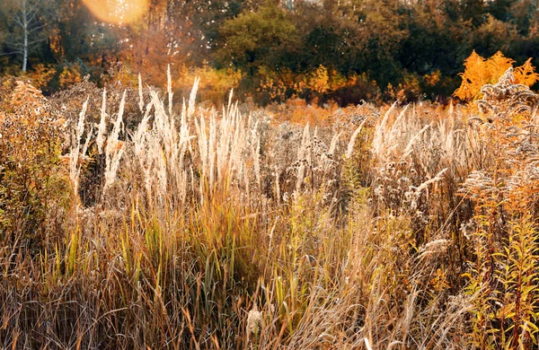 Beautiful fields in autumn park. — Stock Photo, Image