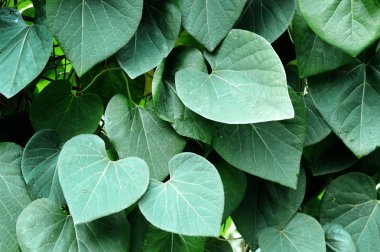 Büyük yeşil yaprakları Vines.