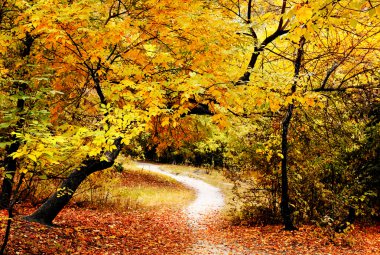 Güzel bir sonbahar park içinde iz.