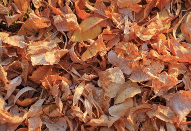 Düşmüş kuru sonbahar yaprakları.