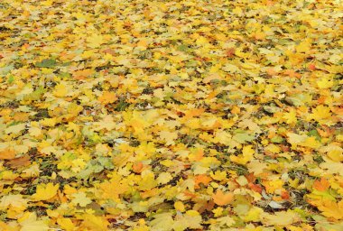 Sonbahar akçaağaç yaprakları çimlerin üzerinde