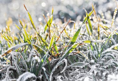frost ve çiğ çimenlerin üzerinde