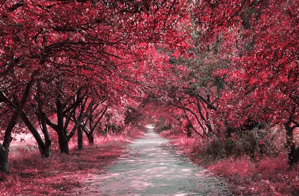 Осенняя аллея в парке — стоковое фото