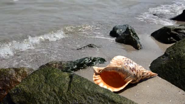 Shell in het zand op het strand met rotsen — Stockvideo