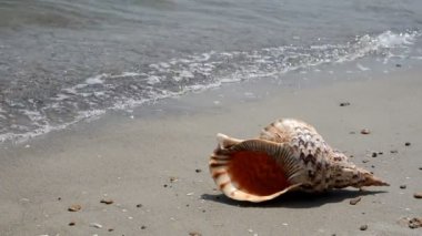 Shell kum plaj