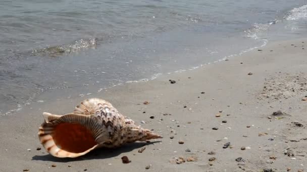 Concha en la arena en la playa — Vídeos de Stock