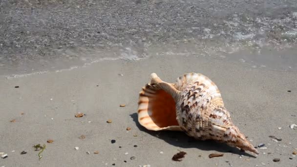 Shell i sanden på stranden — Stockvideo