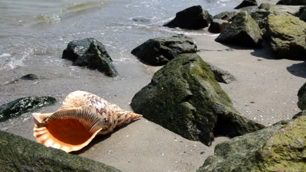 Shell nella sabbia sulla spiaggia con rocce — Video Stock