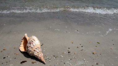 Shell kum plaj