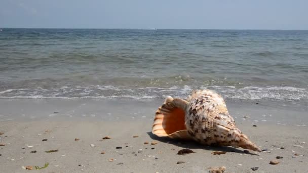 Concha en la arena en la playa — Vídeos de Stock