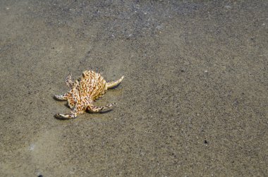 Sahilde deniz kabuğu